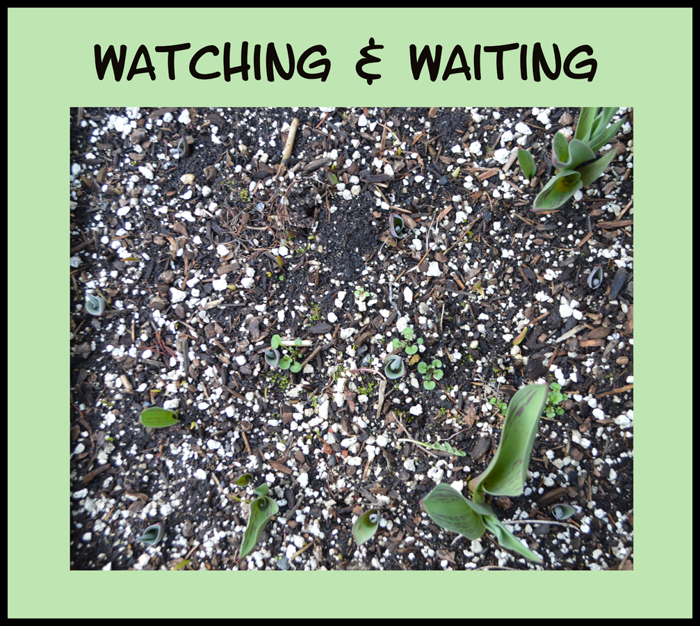 anticipating tulips