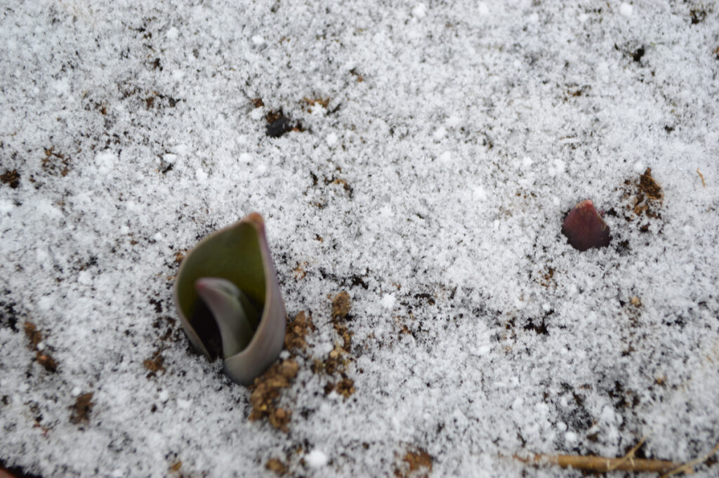 snow - anticipating tulips