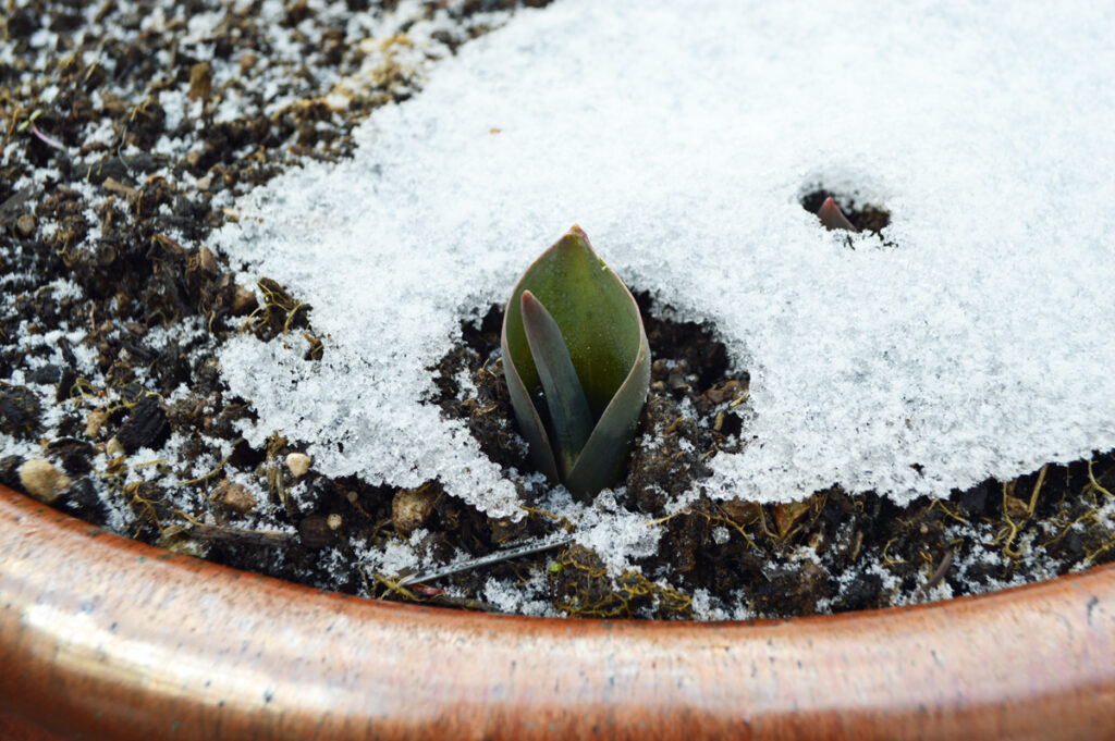 Melting Snow - Lynda Hoffman-Snodgrass